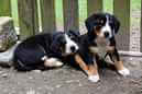 Unsere Welpen 6