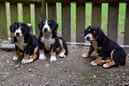 Unsere Welpen 6