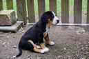 Unsere Welpen 6