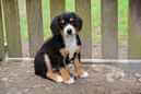 Unsere Welpen 6