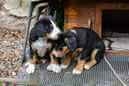 Unsere Welpen 6