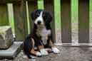 Unsere Welpen 6