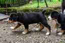 Unsere Welpen 6