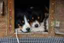 Unsere Welpen 6