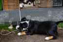 Unsere Welpen 6