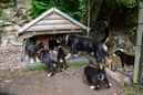 Unsere Welpen 6