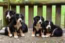 Unsere Welpen 6