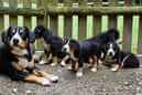 Unsere Welpen 6
