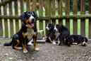 Unsere Welpen 6
