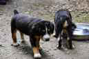 Unsere Welpen 6
