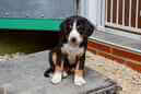 Unsere Welpen 6