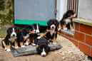 Unsere Welpen 6