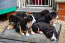 Unsere Welpen 6