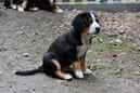 Unsere Welpen 6