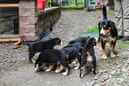 Unsere Welpen 6