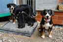 Unsere Welpen 6