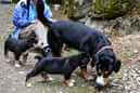 Unsere Welpen 6