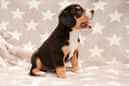 Unsere Welpen 6