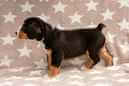 Unsere Welpen 6